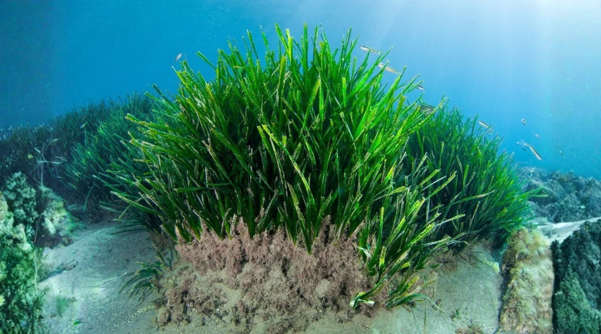 Denizlerin en çalışkan işçileri: 1 Mart Dünya Deniz Çayırları Günü